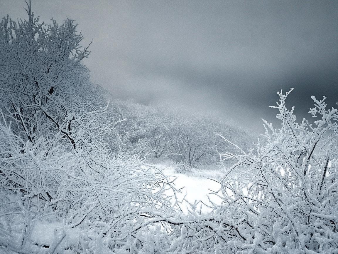 大寒时节，墨韵凝寒情